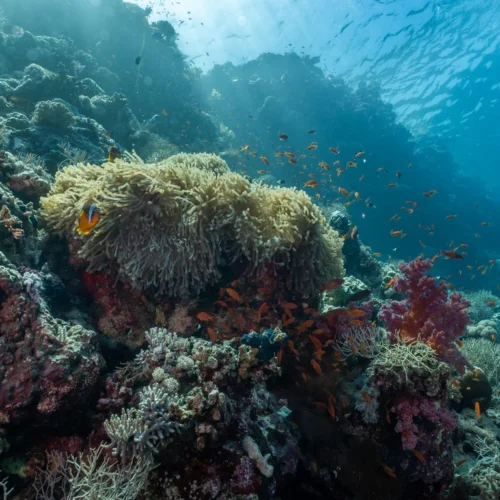 Aqaba Marine Park