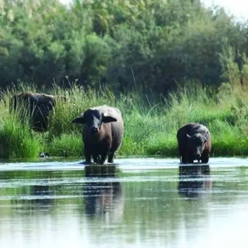 Azraq Wetland Reserve