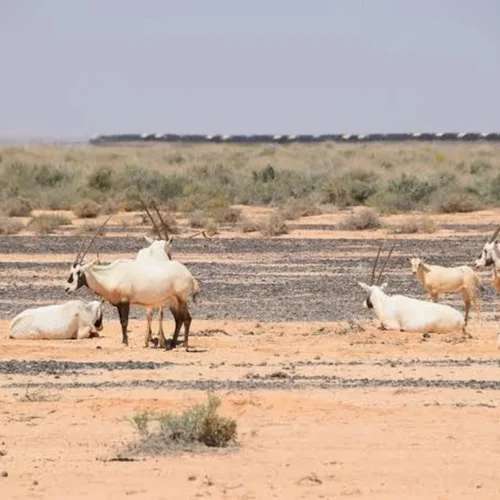 Shaumari Wildlife Reserve