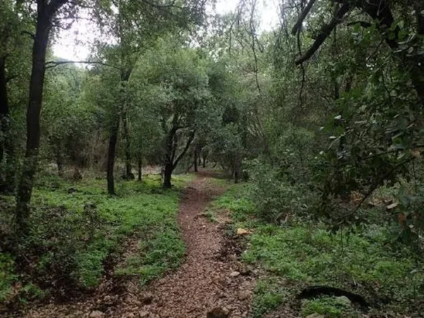 Zubia Trail